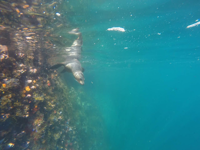 Snorkel en Kicker Rock o León dormido, Islas Galápagos