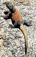 Chuckwalla Facts, Amazing Animals Chuckwalla lizards, Chuckwalla Lizards Amazing Fact