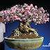 Adenium Hall of Fame : สวนนายพล จักรพรรดิ์ แห่งชวนชมไทยโซโค