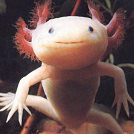 axolotl Os animais mais estranhos e esquisitos do mundo   Curiosidades