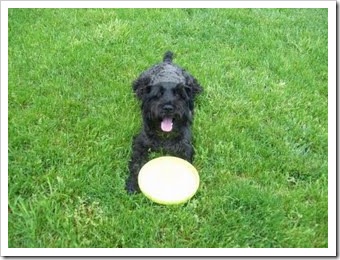 dog_post_004