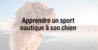  Apprendre un sport nautique à son chien