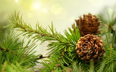 Pine cones,macro