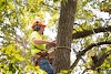 WAYS YOU CAN REINVENT QUALITY TREE CARE WITHOUT LOOKING LIKE AN AMATEUR