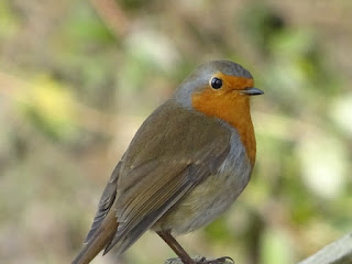 Oiseaux du jardin