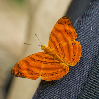 Wavy Maplet ( Chersonesia rahira)