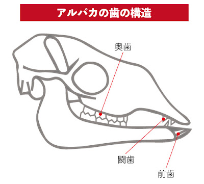 アルパカの歯の構造イラスト