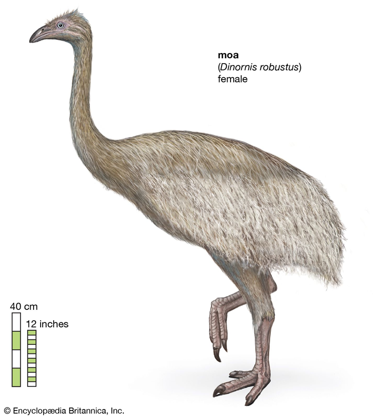 Los moas (Dinornis robustus) son ejemplos de aves modernas que han perdido la capacidad de volar por la reducción extrema de sus extremidades anteriores.