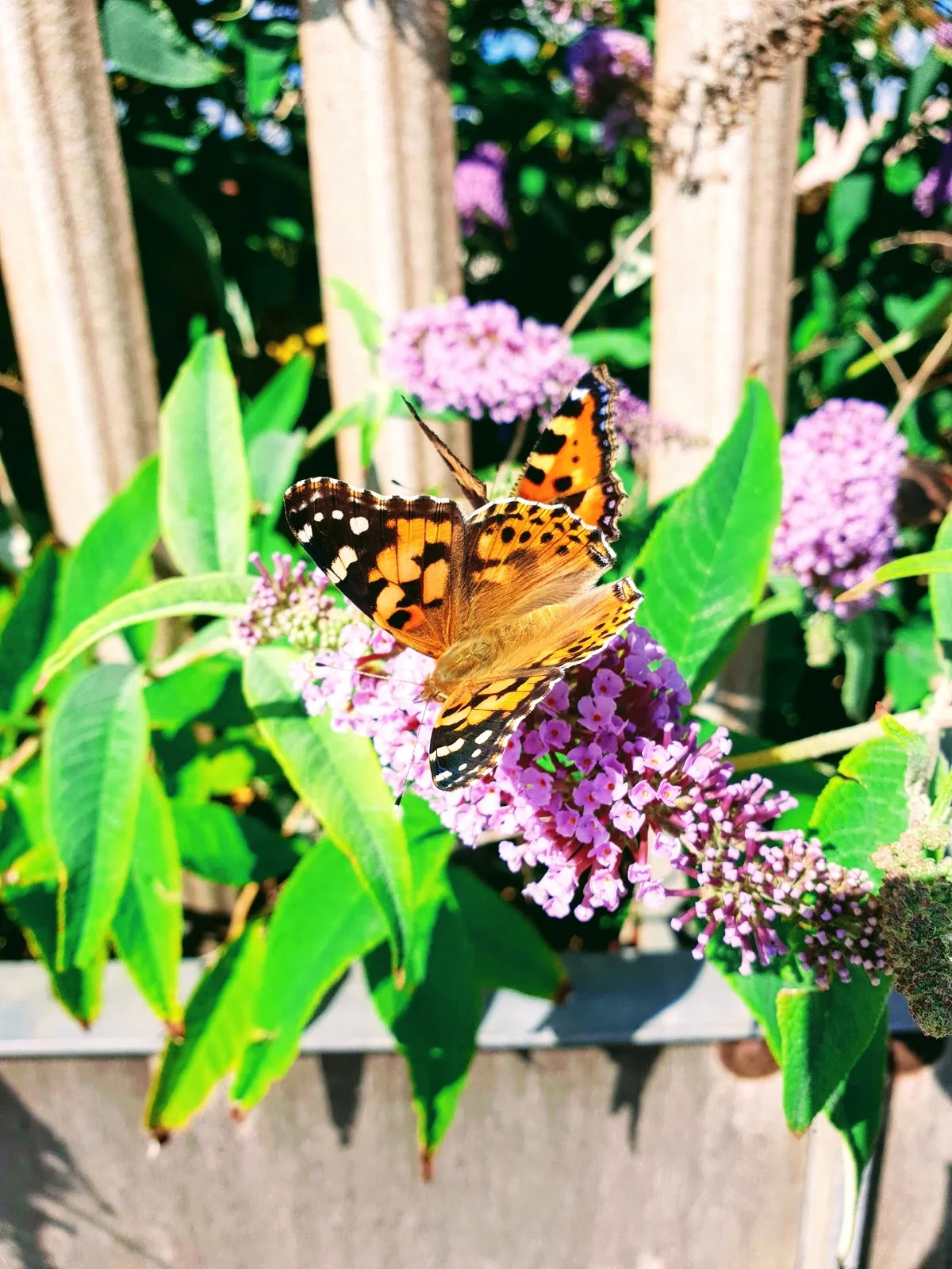 Learn About Butterflies Day And An Orange Dress To Match