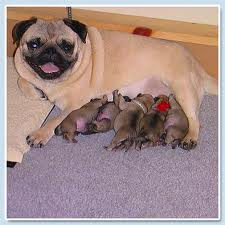 Pug Dogs Pictures
