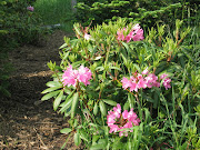 Genus: Rhododendron. Subgenus: Hymenanthes. Species: R. catawbiense (yr)