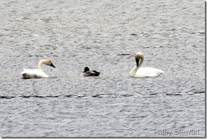 Swans are back!