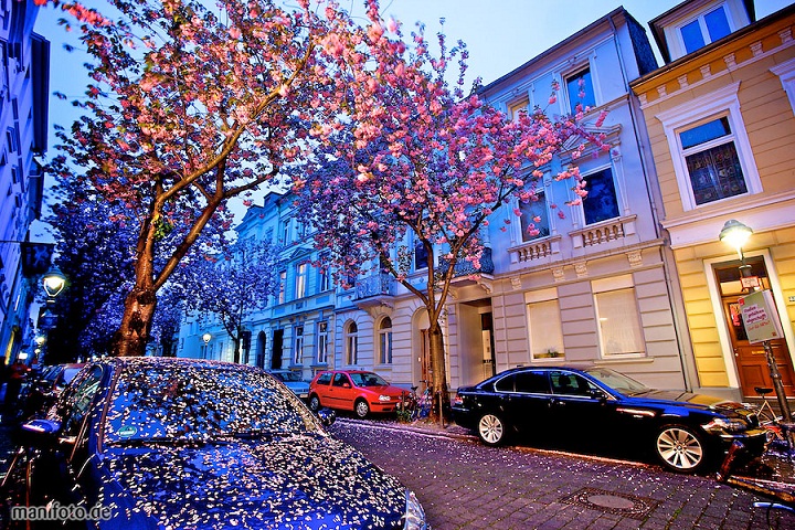  Heerstrasse, Lorong Bunga Sakura di Jerman