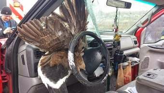 http://news.sky.com/story/1237643/goose-crashes-through-drivers-windscreen