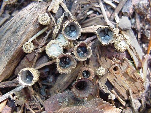 Photos Of Bird Nests