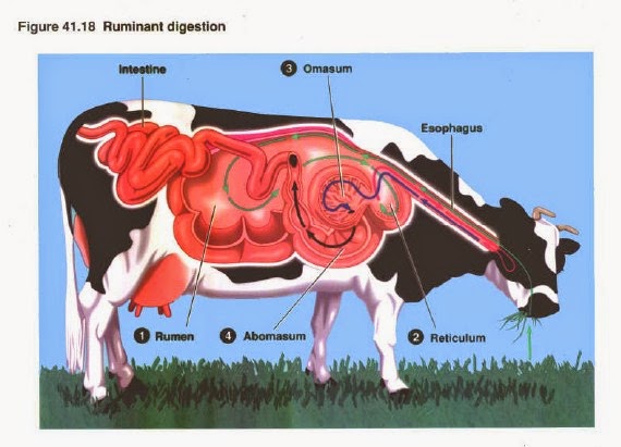  Sistem  Pencernaan Pada Hewan  Ruminansia Pintar Biologi