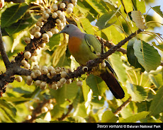 Mewarnai Gambar Burung Punai Gading