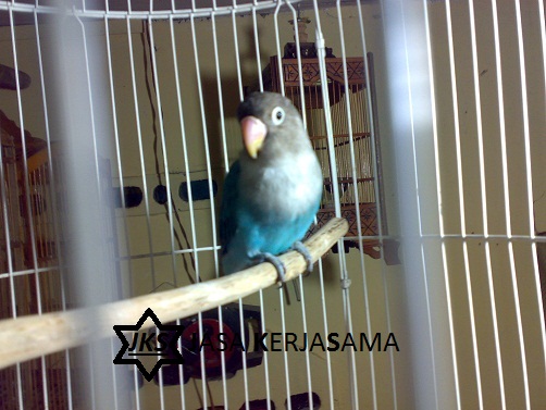  Burung  LoveBird Dakocan JASA KERJASAMA