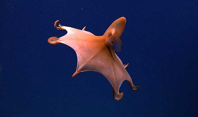 dumbo octopus