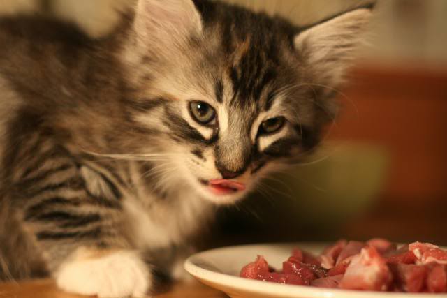 Tips Atasi Keracunan Pada Kucing Karena Makanan