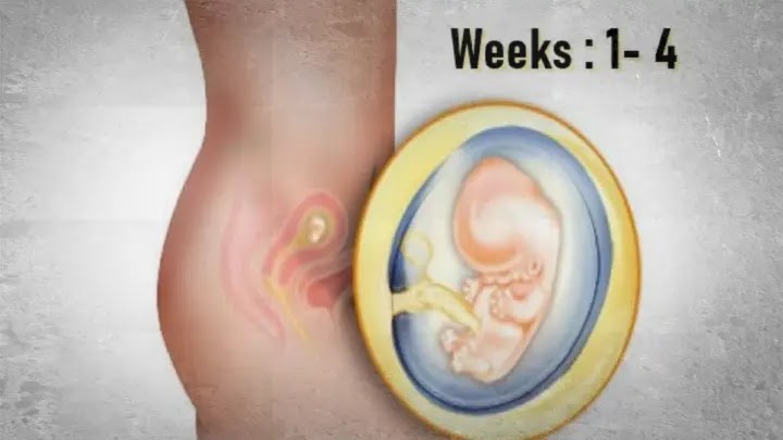 الأسئلة الشائعة حول الحمل في الشهر الأول