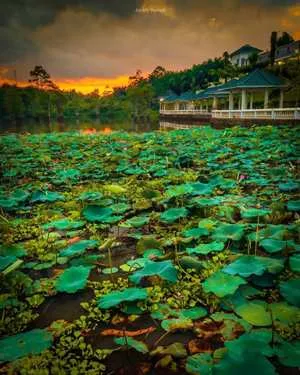 danau teratai asahan