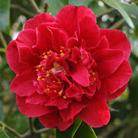 Camellia 'Aaron's Ruby'