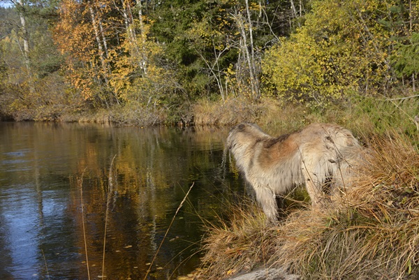 elva sogna  leonberger