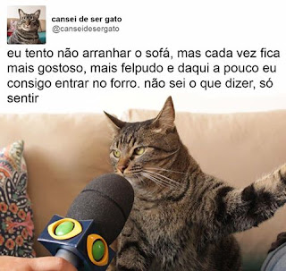 Foto. Na caixa de uma rede social. No canto superior esquerdo a pequena foto de frente do peito para cima de um gato, Chico, pelagem cinza com algumas listras pretas verticais na cabeça e horizontais ao longo do corpo, os olhos, estão quase fechados, à direita lê-se: cansei de ser gato; e abaixo: arrobacanseidesergato. Abaixo, uma foto maior e em destaque, um microfone preto com a logomarca de uma TV bem próximo à boca de Chico entre os longos bigodes brancos dele, a patinha direita ao alto, como se discursasse e à esquerda, parte de uma almofada com estampa colorida. Acima lê-se:  Eu tento não arranhar o sofá, mas cada vez fica mais gostoso, mais felpudo e daqui a pouco eu consigo entrar no forro. Não sei o que dizer, só sentir