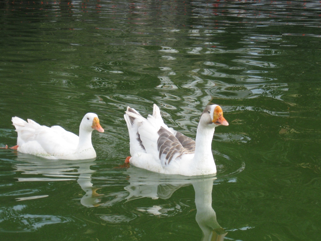 Nakki Lake, Mount Abu