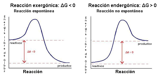 Reacciones exergónicas y endergónicas