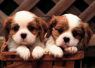 Best King Charles Cavalier Puppies For Sale Long Island New York www.BestPuppiesForSale.org (631) 644-0326