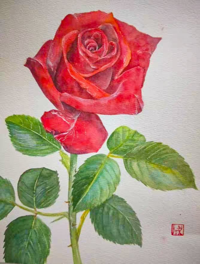 What is watercolor history? How to choose Watercolor paper？How to draw a watercolor rose? come to see my online class