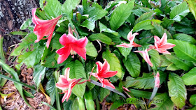 Blooming Plants. Share NOW. #plants #bloomingplants #azaleas #amaryllis #eclecticredbarn