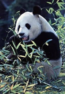La panda en danger
