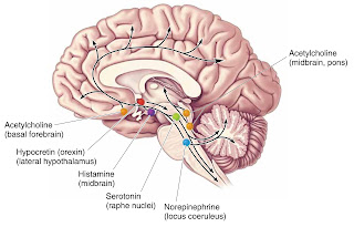 I correlati neuronali implicati nel sonno