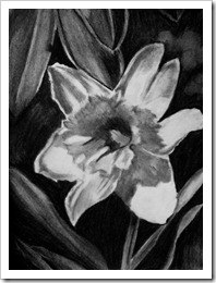 black and white daffodil