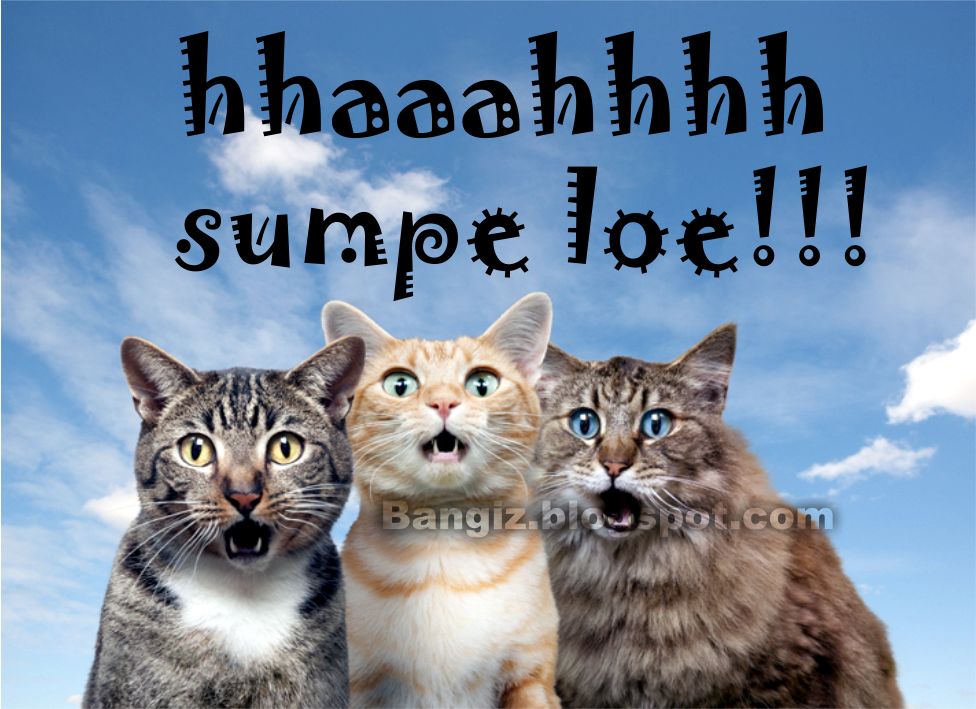 21 Wallpaper Gambar Kucing Dengan Kata Kata Bangiz
