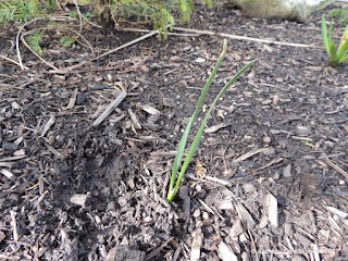 pic of small green leaves sprouting during April in Ohio