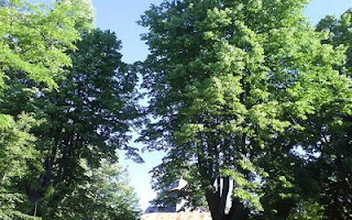 Trees with Church / Biserica intre copaci