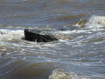 Wet black rock buffeted by big waves at the beach, with rough water