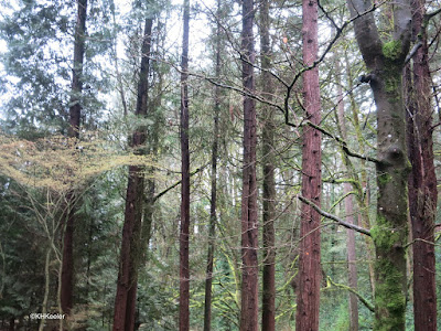 Oregon forest