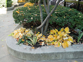 Toronto Garden District Courtyard Fall Cleanup Before by Paul Jung Gardening Services--a Toronto Organic Gardening Company