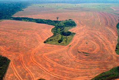 Amazon deforestation