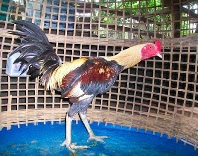 82 Gambar  Ayam  Filipin Silangan Bangkok Paling Keren 