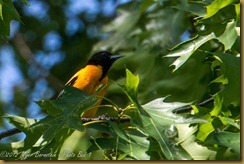 Baltimore Oriole Baltimore Oriole