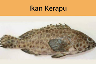 Ikan Kerapu