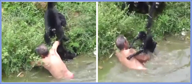 Spider Monkey Attacks To Defend Family Group