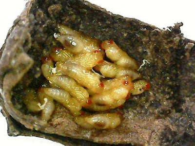 Kepompong parasitoid