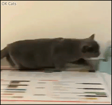 Funny Cat GIF • Poor fearful cat in the vet's office trying to hide among files. “There, I'm invisible!” [ok-cats.com]